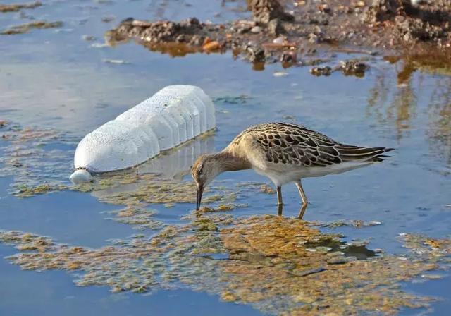 文章1-109-随处可见的塑料污染 图据美国新闻周刊.jpg
