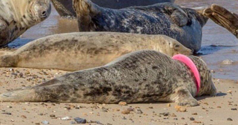 文章131-再有海豹被廢塑料箍頸情況令人擔憂.jpg